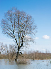 Tree standing in flooded water