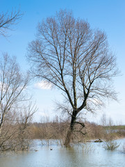 Tree standing in flooded water