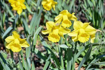 Obraz premium Yellow Button flowers in Early Spring