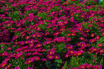 daisy epilepsy