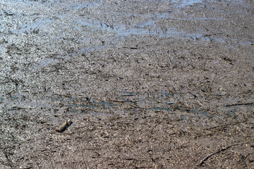 mud texture in bright sunlight