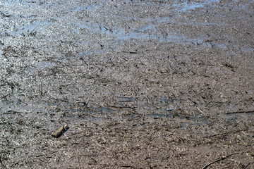 mud texture in bright sunlight