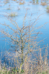 grain in dutch polder landscape