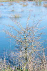 Bush in flooded water