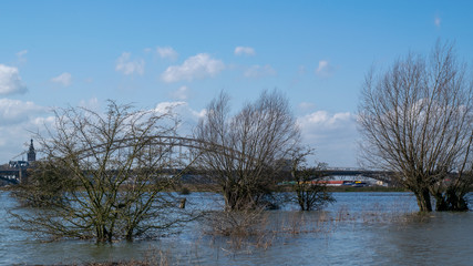 Naklejka na ściany i meble Trees in flooded water in waal
