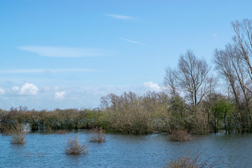 shrubs in water in the Ooijpolder