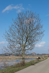 Fototapeta na wymiar Tree stands in polder landscape