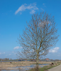 Tree stands in polder landscape