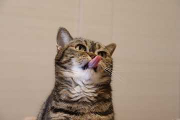 長い舌を伸ばす猫アメリカンショートヘアー