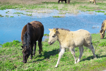 Horses standing next to flooded water