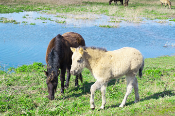 Horses standing next to flooded water