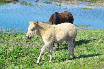 Horses standing next to flooded water