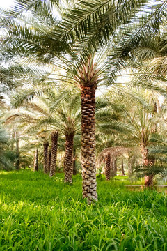 Piantagioone palme da dattero Oman