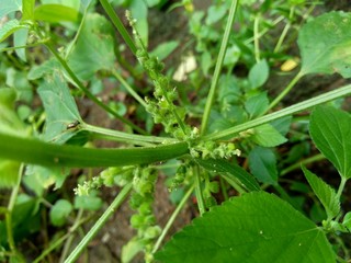 Indian copperleaf or Acalypha Indica L. in the garden with green flowers. Boehmeria zollingeriana also called a cat's face.