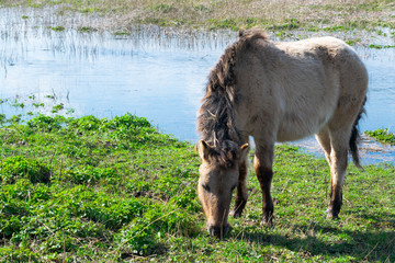 Horse eat grass in polder landscape