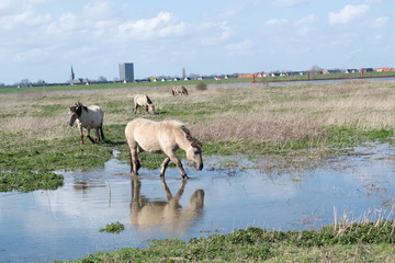 Horses standing in flooded water