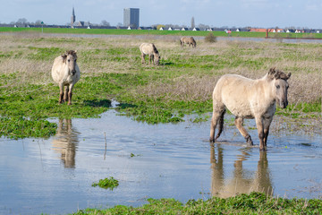 Naklejka na ściany i meble Horses standing in flooded water