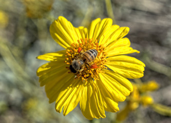 Bee Close-up