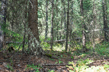 Naklejka premium path in forest