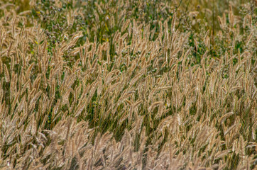 field of wheat