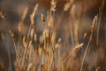 Fototapeta premium field of wheat