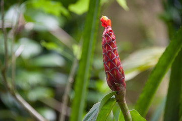 Red Torch Ginger Flower, rainforest, hawaii