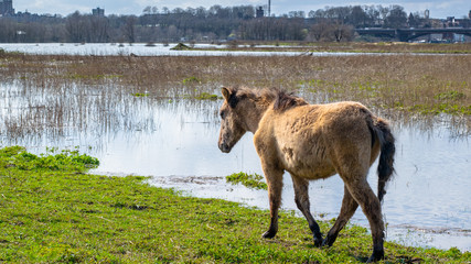 Horse eat grass in polder landscape