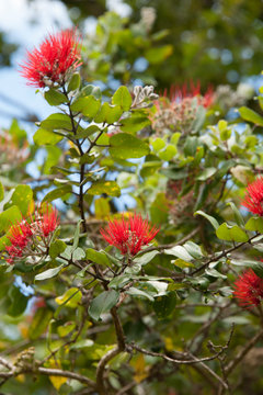 Ohia Lehua, Hawaiian Native plant