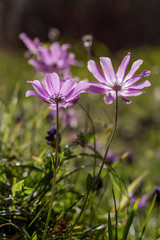 Spring anemones (Anemone coronaria) grows in a meadow close-up