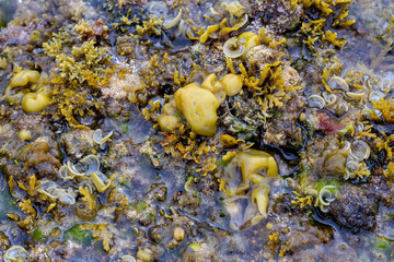 Sea background with different algae, sponges and polyps.