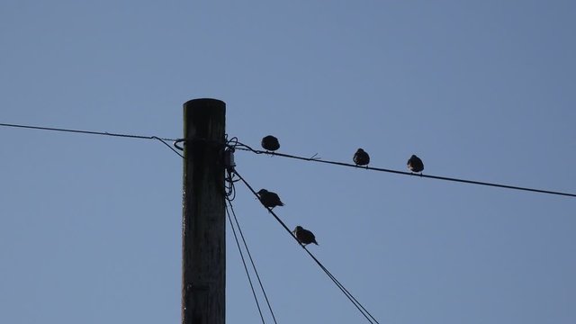 Small birds with blue sky starlings UK 4K