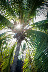 Fototapeta premium Coconuts, Palm Tree with Sunray