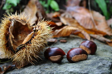 Ricci e castagne, autunno, frutti atunnali