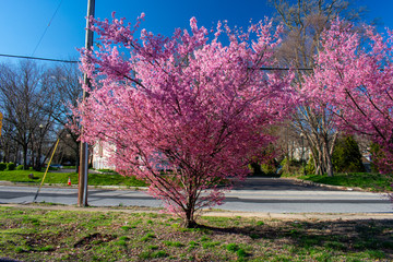 Naklejka premium A Budding Pink Tree Next to a Road