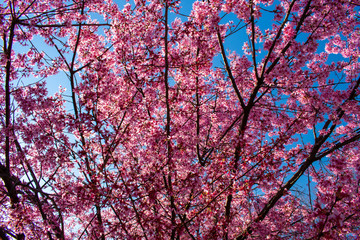 Looking Up at a Budding Pink Tree Against a Clear Blue Sky