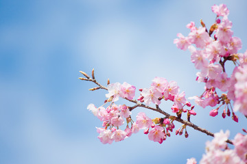 早春の河津桜	