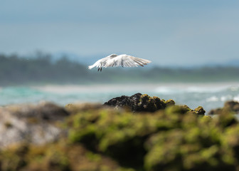Commons terns on the beach, Byron Bay Australia