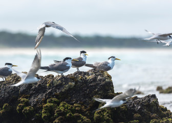 Commons terns on the beach, Byron Bay Australia