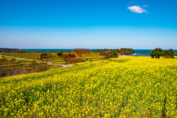長崎鼻の菜の花