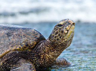 Turtle on the beach, Oahu Hawaii