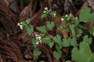 Eutrema tenue (Wasabia tenuis) produces small white flowers in wetlands and is edible as a wild vegetable.
