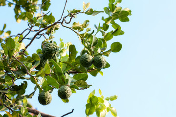 Fototapeta premium Fresh Bergamot on the tree with sunlight is a vegetable and herb of Thailand used as an ingredient in cooking and herbal medicine.