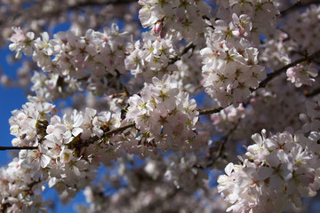 Close up white flowers of blooming cherry spring tree 
