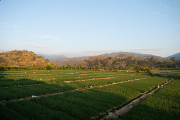 a field of green onions in Chiang Rai, Thailand