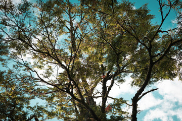 tree and blue sky