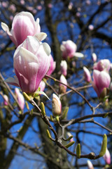 flowers of magnolia blossom tree  in spring city park