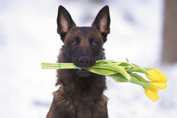 The portrait of a cute Belgian Shepherd dog Malinois posing outdoors in a snowy forest holding yellow tulips in its mouth