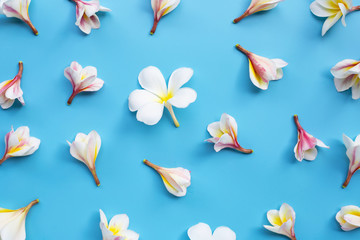Fototapeta na wymiar Plumeria or frangipani flower on blue background.