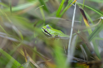 Pacific Tree Frog II
