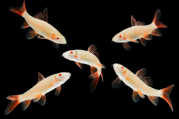 Albino Red-fin Shark, Albino Rainbow Sharkminnow, Epalzeorhynchos frenatum (Labeo frenatus) on...